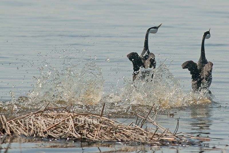 IMAGE: http://img.photobucket.com/albums/v637/tbone903/grebes5_zpsa394e114.jpg
