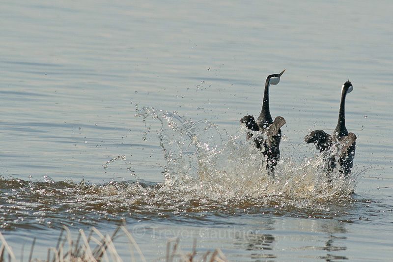 IMAGE: http://img.photobucket.com/albums/v637/tbone903/grebes6_zps29576bb1.jpg