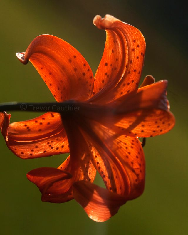 IMAGE: http://img.photobucket.com/albums/v637/tbone903/lily1_zpsfd767957.jpg