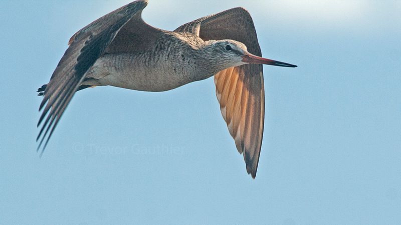 IMAGE: http://img.photobucket.com/albums/v637/tbone903/marble1_zps7c01b438.jpg