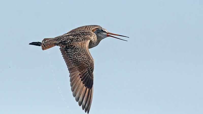 IMAGE: http://img.photobucket.com/albums/v637/tbone903/marbled2b_zps5d8185f9.jpg