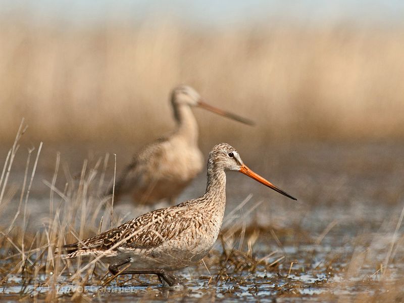 IMAGE: http://img.photobucket.com/albums/v637/tbone903/marbled3_zpsf1015220.jpg