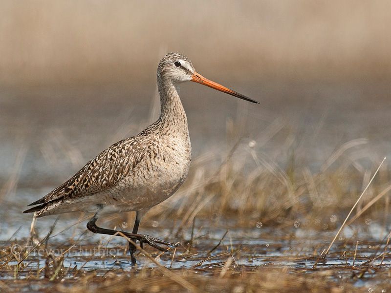 IMAGE: http://img.photobucket.com/albums/v637/tbone903/marbled5_zps2ff0f622.jpg