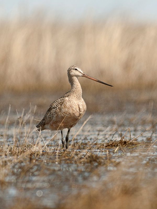 IMAGE: http://img.photobucket.com/albums/v637/tbone903/marbled6_zpsfa7c1ac3.jpg