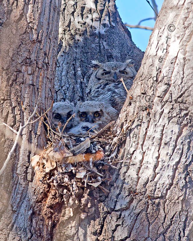 IMAGE: http://img.photobucket.com/albums/v637/tbone903/owlets3_zpszmvdgbjw.jpg