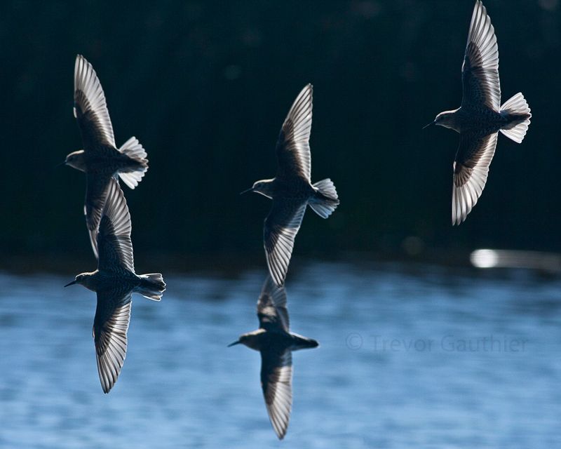 IMAGE: http://img.photobucket.com/albums/v637/tbone903/pipers2_zpsae953617.jpg