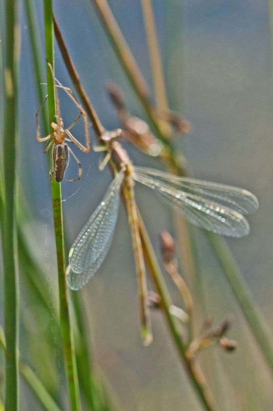 IMAGE: http://img.photobucket.com/albums/v637/tbone903/spider1_zps31fa5df9.jpg