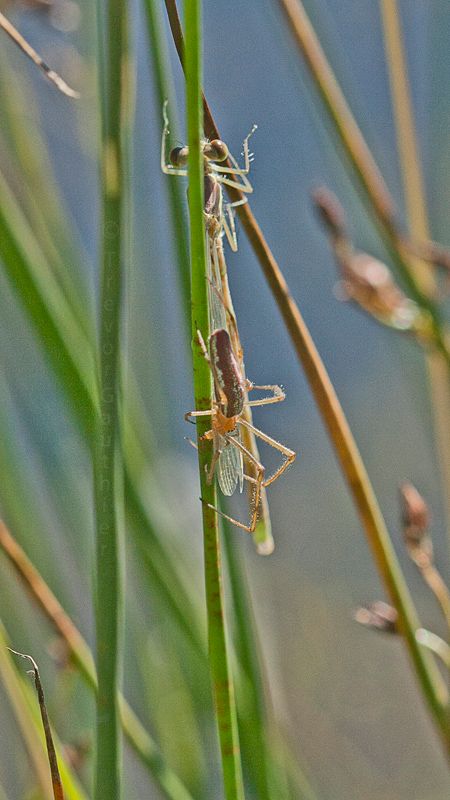 IMAGE: http://img.photobucket.com/albums/v637/tbone903/spider2_zps462ae714.jpg