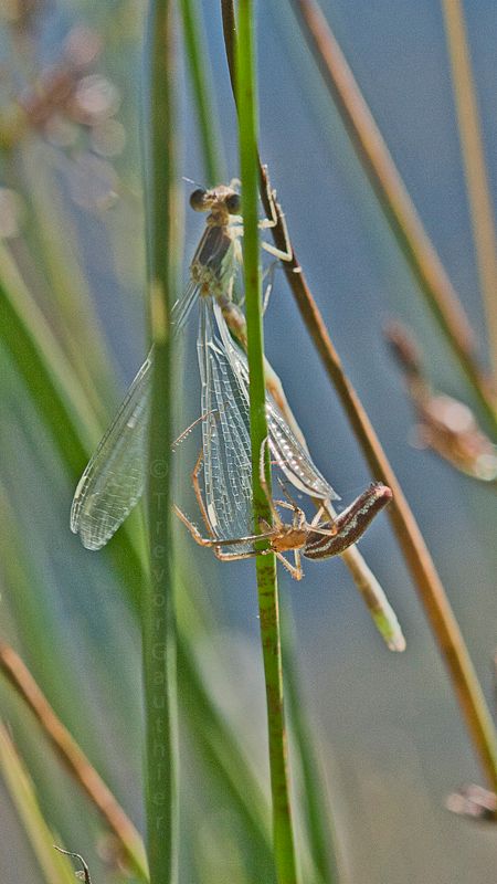 IMAGE: http://img.photobucket.com/albums/v637/tbone903/spider3_zps6cbcec23.jpg