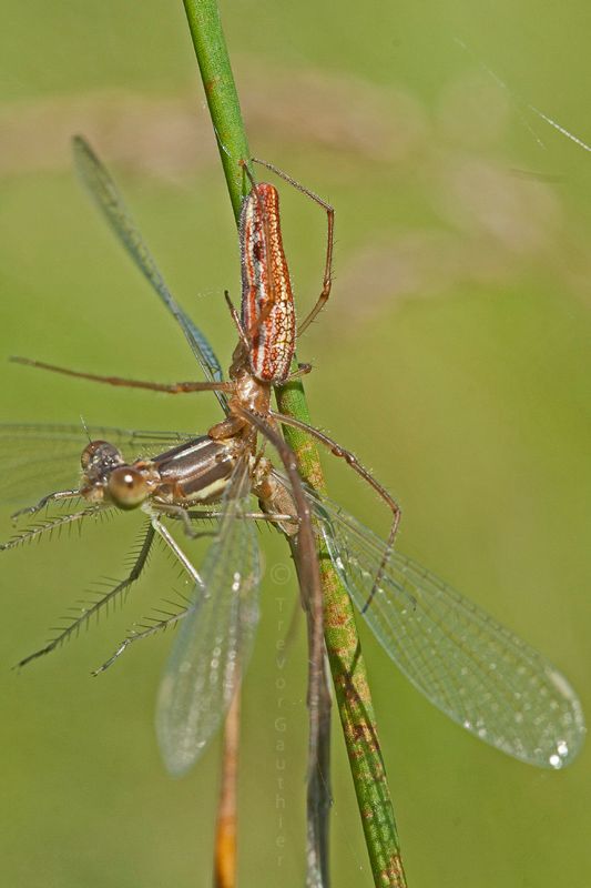 IMAGE: http://img.photobucket.com/albums/v637/tbone903/spider5_zpsa133878c.jpg