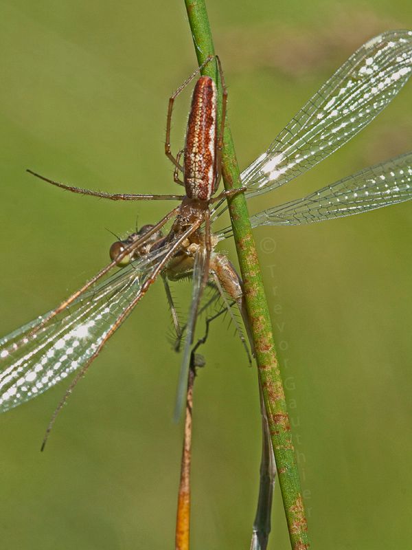 IMAGE: http://img.photobucket.com/albums/v637/tbone903/spider6_zps452e9534.jpg