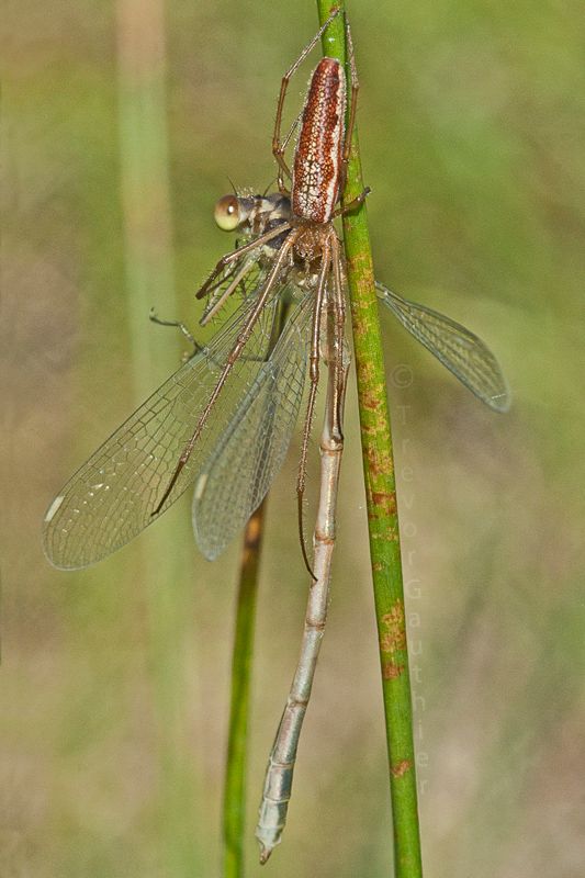 IMAGE: http://img.photobucket.com/albums/v637/tbone903/spider7_zps1361e303.jpg