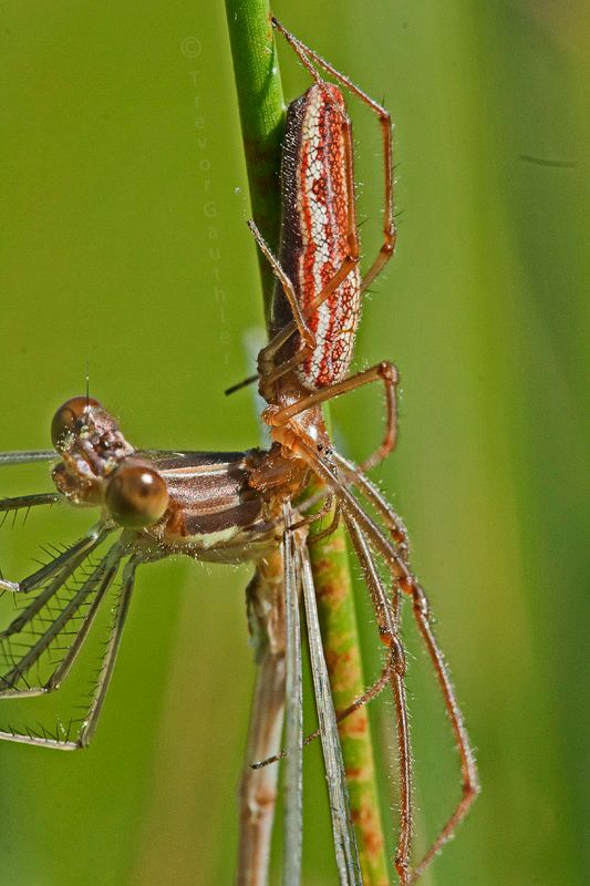 IMAGE: http://img.photobucket.com/albums/v637/tbone903/spider8_zpsd831bd00.jpg