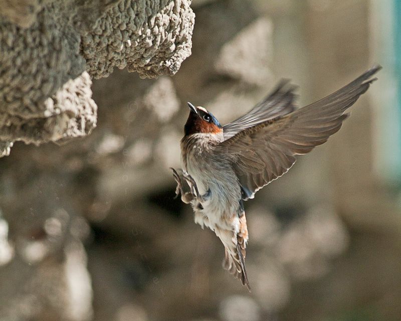 IMAGE: http://img.photobucket.com/albums/v637/tbone903/swallow1_zps97413839.jpg