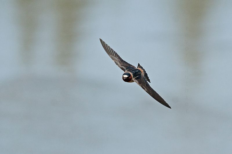 IMAGE: http://img.photobucket.com/albums/v637/tbone903/swallow1_zpsdf3af7c1.jpg