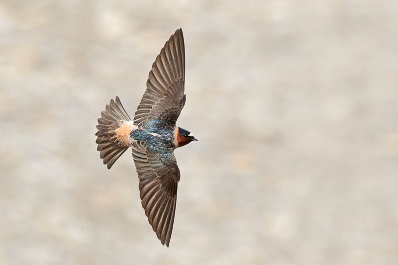 IMAGE: http://img.photobucket.com/albums/v637/tbone903/swallow2_zpsce823a9c.jpg