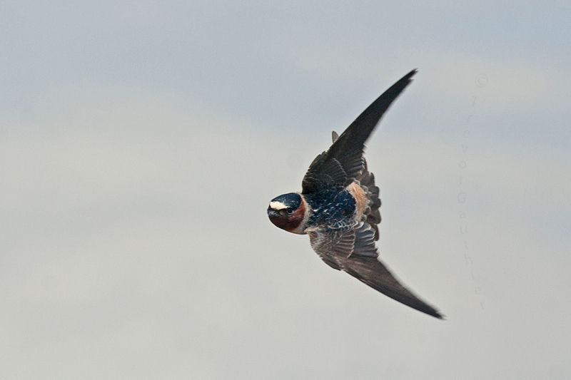 IMAGE: http://img.photobucket.com/albums/v637/tbone903/swallow3_zps96776a86.jpg