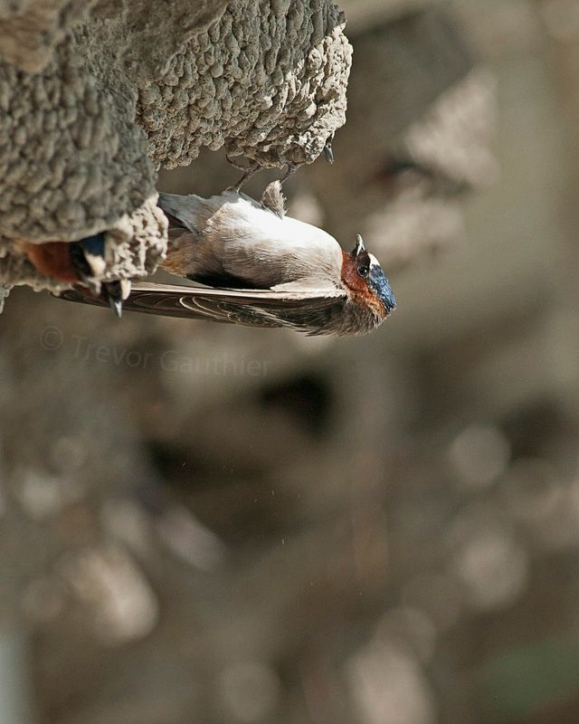 IMAGE: http://img.photobucket.com/albums/v637/tbone903/swallow3_zpsbead95f9.jpg