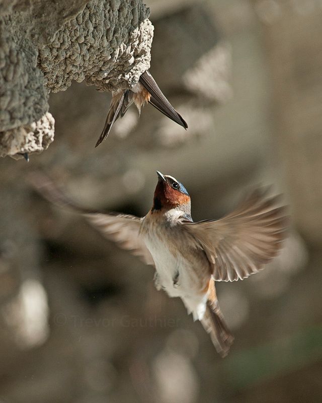 IMAGE: http://img.photobucket.com/albums/v637/tbone903/swallow4_zps65210f97.jpg