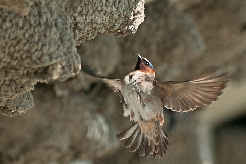 IMAGE: http://img.photobucket.com/albums/v637/tbone903/swallow5_zps57cb1438.jpg