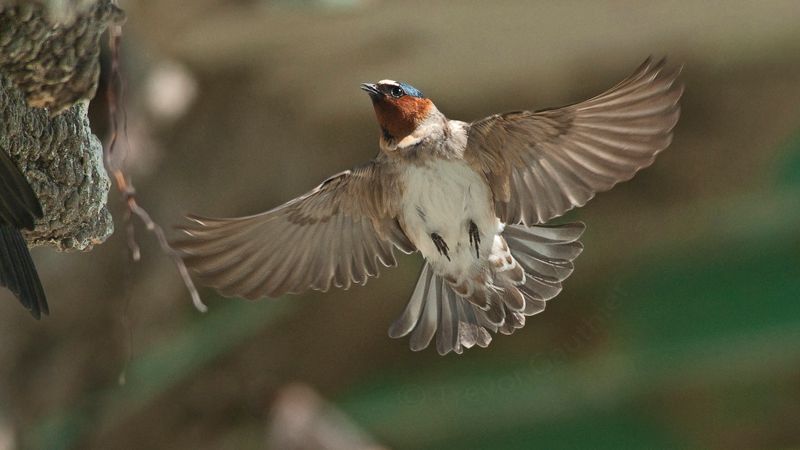 IMAGE: http://img.photobucket.com/albums/v637/tbone903/swallow6_zps73a106c3.jpg