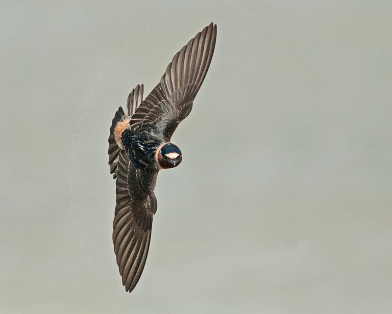 IMAGE: http://img.photobucket.com/albums/v637/tbone903/swallow7_zps0a5ad8e9.jpg