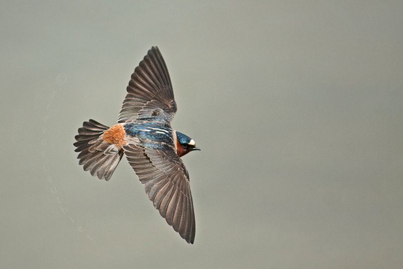 IMAGE: http://img.photobucket.com/albums/v637/tbone903/swallow8_zpsa1c62465.jpg