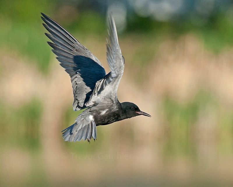 IMAGE: http://img.photobucket.com/albums/v637/tbone903/tern1_zps4d053ebe.jpg