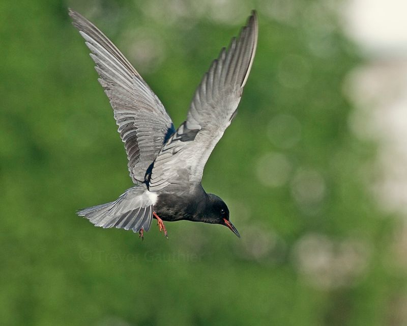 IMAGE: http://img.photobucket.com/albums/v637/tbone903/tern2_zps9ad3dbb4.jpg