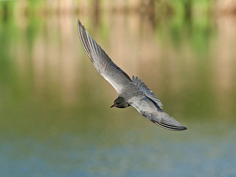 IMAGE: http://img.photobucket.com/albums/v637/tbone903/tern3_zps50ec3e82.jpg