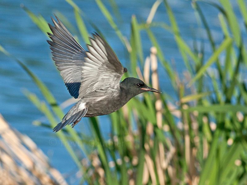 IMAGE: http://img.photobucket.com/albums/v637/tbone903/tern4_zps3d4bbc86.jpg