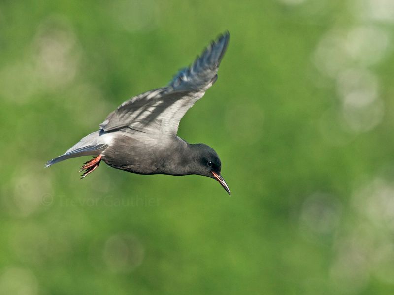 IMAGE: http://img.photobucket.com/albums/v637/tbone903/tern5_zps0d6e8c6c.jpg