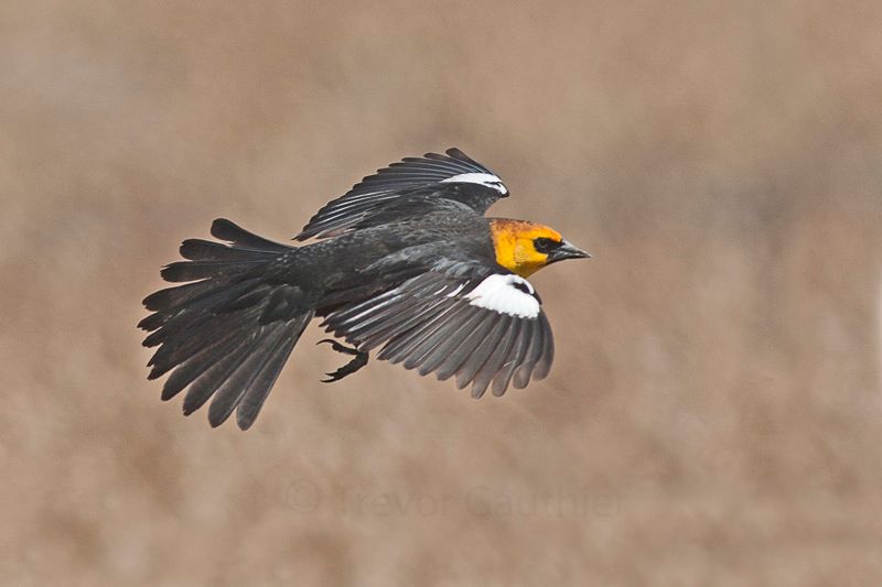 IMAGE: http://img.photobucket.com/albums/v637/tbone903/yhbb2-1_zps28d64c4f.jpg