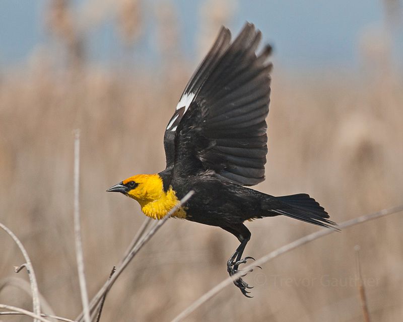 IMAGE: http://img.photobucket.com/albums/v637/tbone903/yhbb2-1_zpsc609379a.jpg