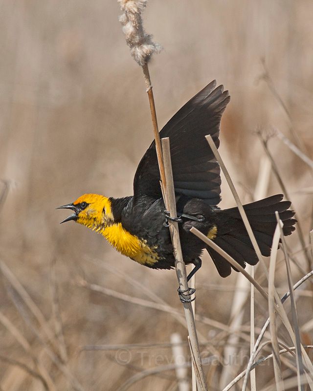 IMAGE: http://img.photobucket.com/albums/v637/tbone903/yhbb3-1_zpsabe7270c.jpg