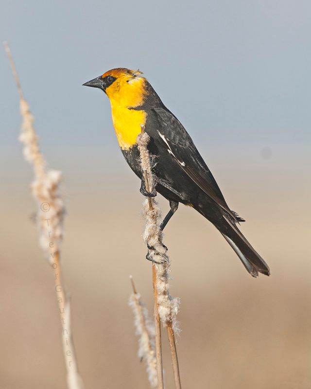 IMAGE: http://img.photobucket.com/albums/v637/tbone903/yhbb5_zps50fd7db2.jpg