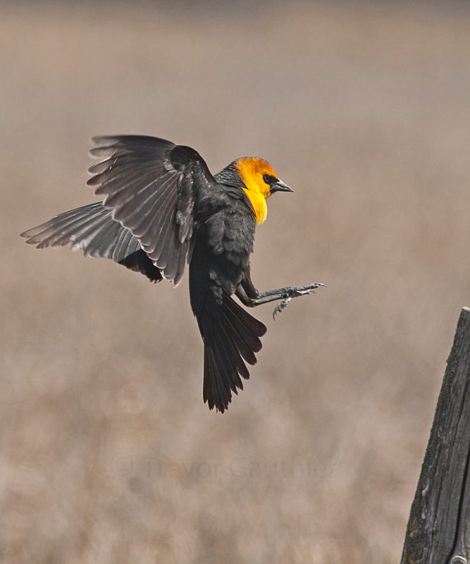 IMAGE: http://img.photobucket.com/albums/v637/tbone903/yhbb_zps0a464958.jpg