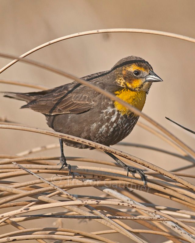 IMAGE: http://img.photobucket.com/albums/v637/tbone903/yhbbf4_zpsdbcd4ebf.jpg