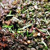 Utricularia bulata