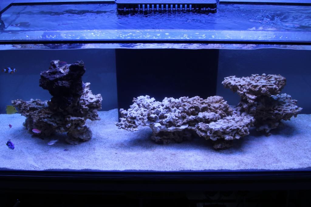 Minimalist Aquascaping Page 66 Reef Central Online