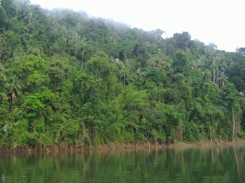 Gambar Hutan Tropika