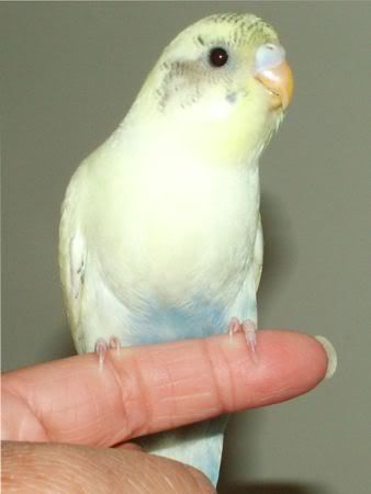 Blondie450.jpg