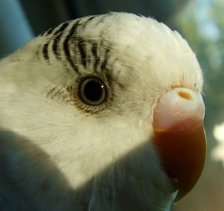 DFDPRightCloseup.jpg
