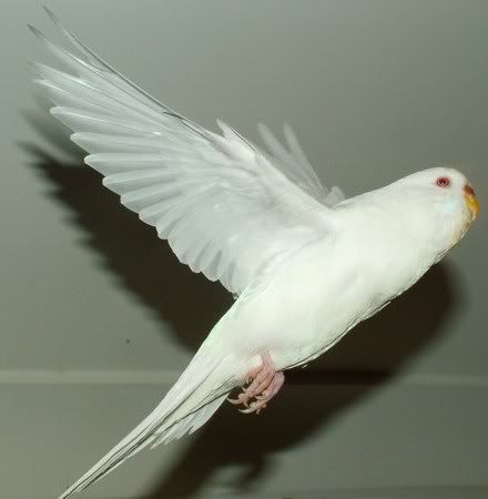 FlyingBaiShing450.jpg