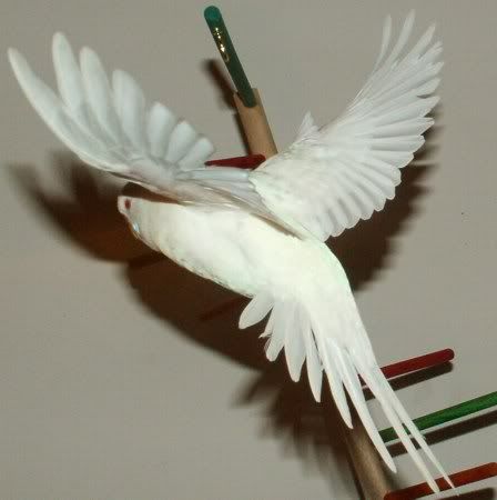 FlyingBaiShingI450.jpg