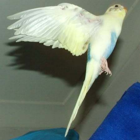 FlyingBlondie450.jpg