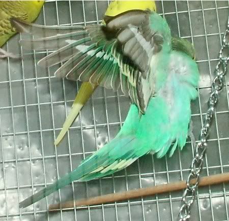 FlyingBluey450.jpg