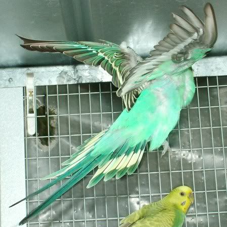 FlyingBlueyII450.jpg