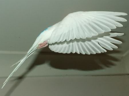 FlyingDFDPiedI450.jpg