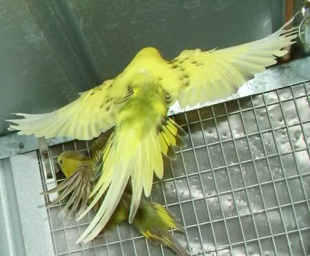 FlyingDaffy450.jpg